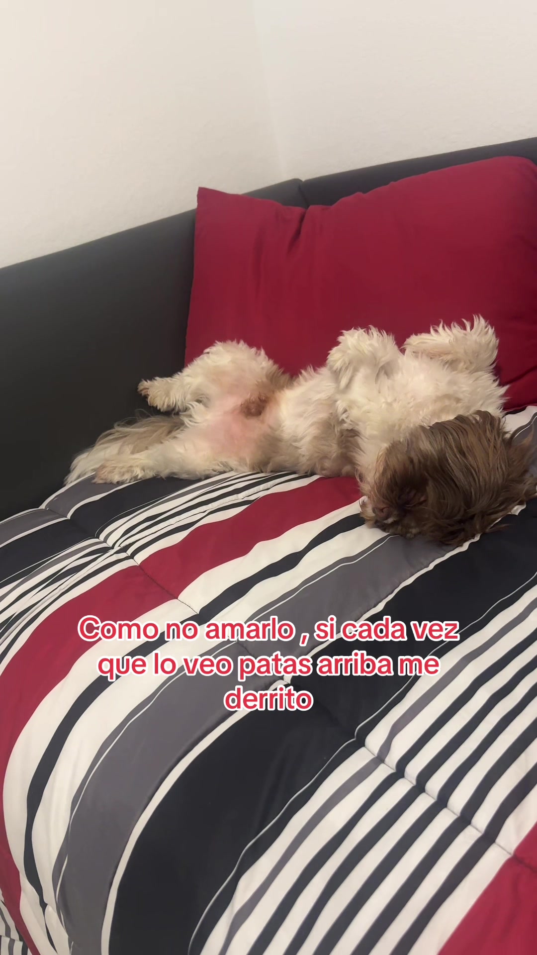@Oreo & Cookie