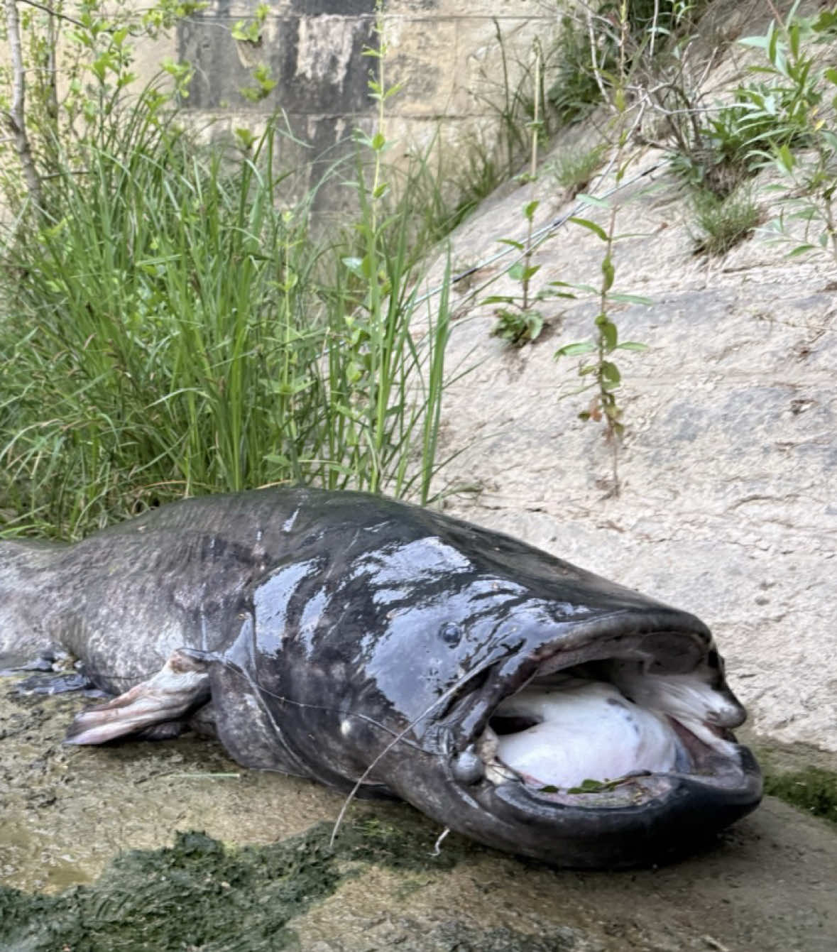 @le0_fishing
