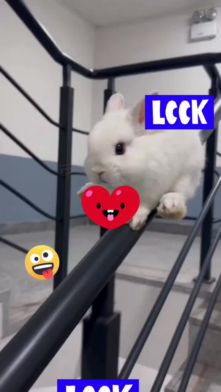 @🪷Loloma🪷