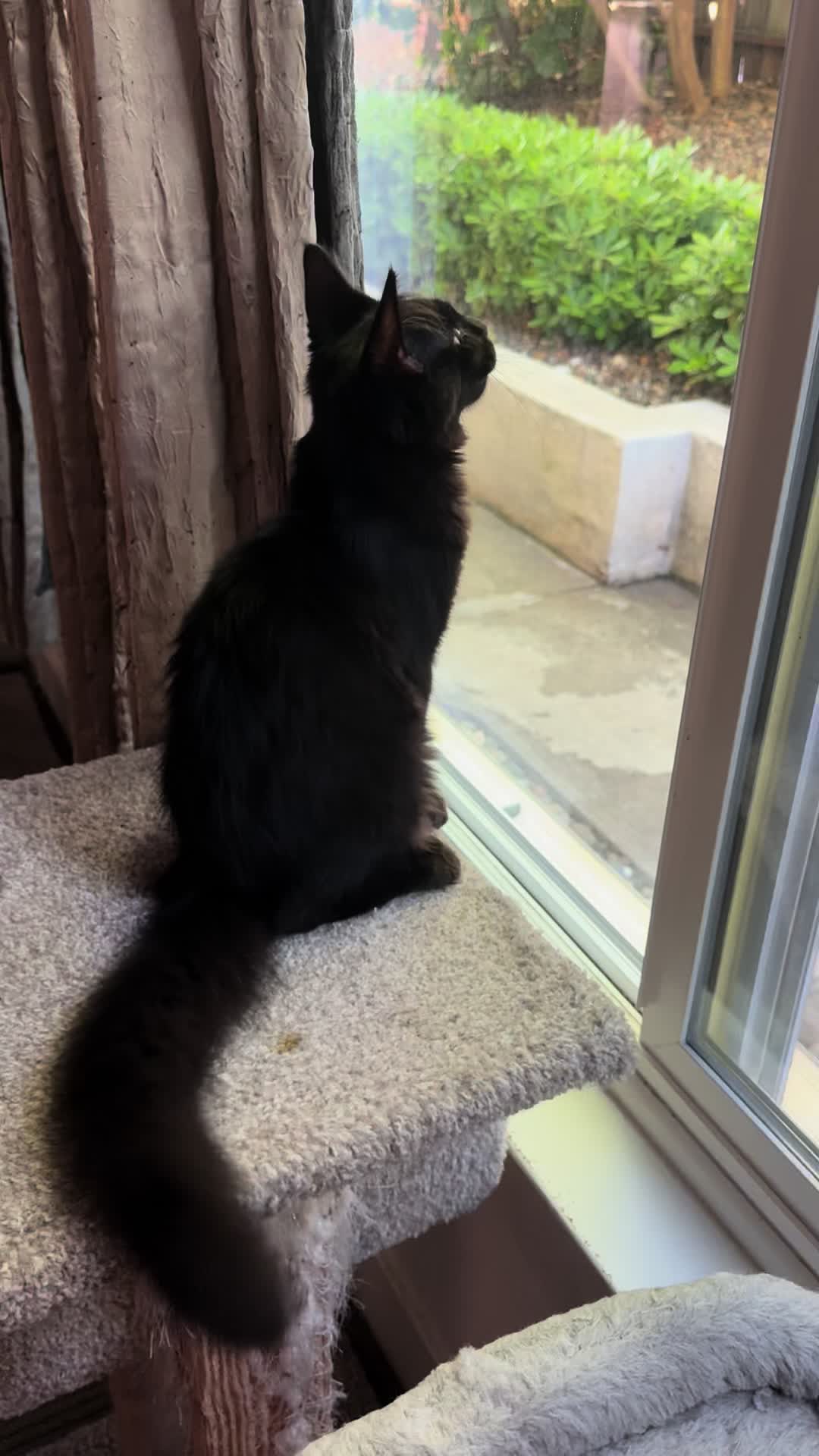 @StarKingdomMaineCoons