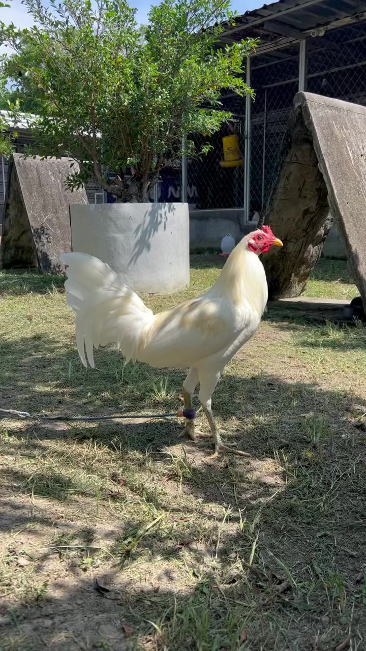 @Zoren ka manok tv