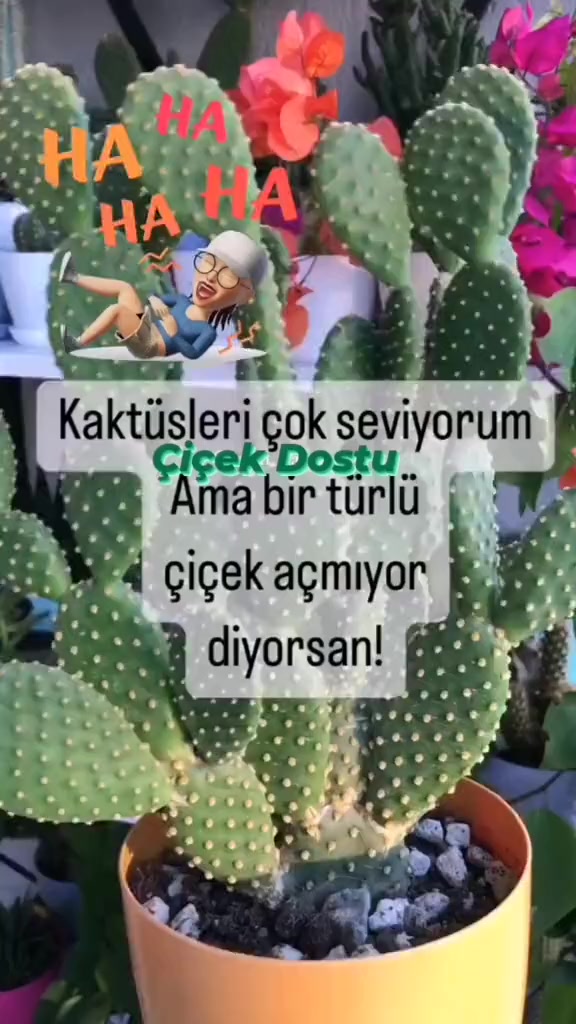 @💧&Ccedil;i&ccedil;ek dostu 🇹🇷💧