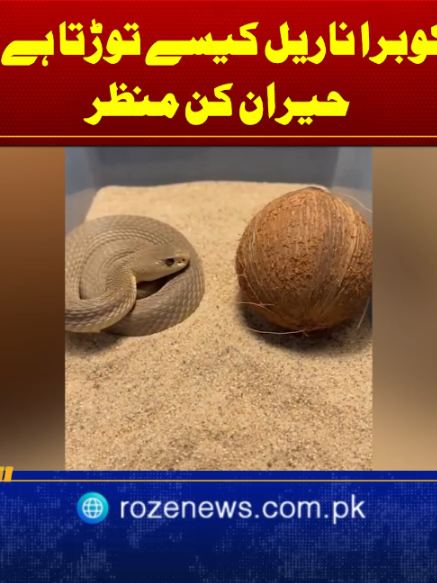 @Roze News
