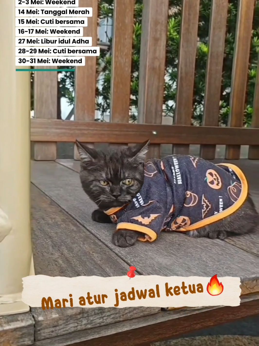@Sofia Anabul
