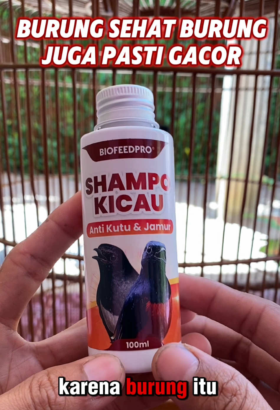 @kicau mart