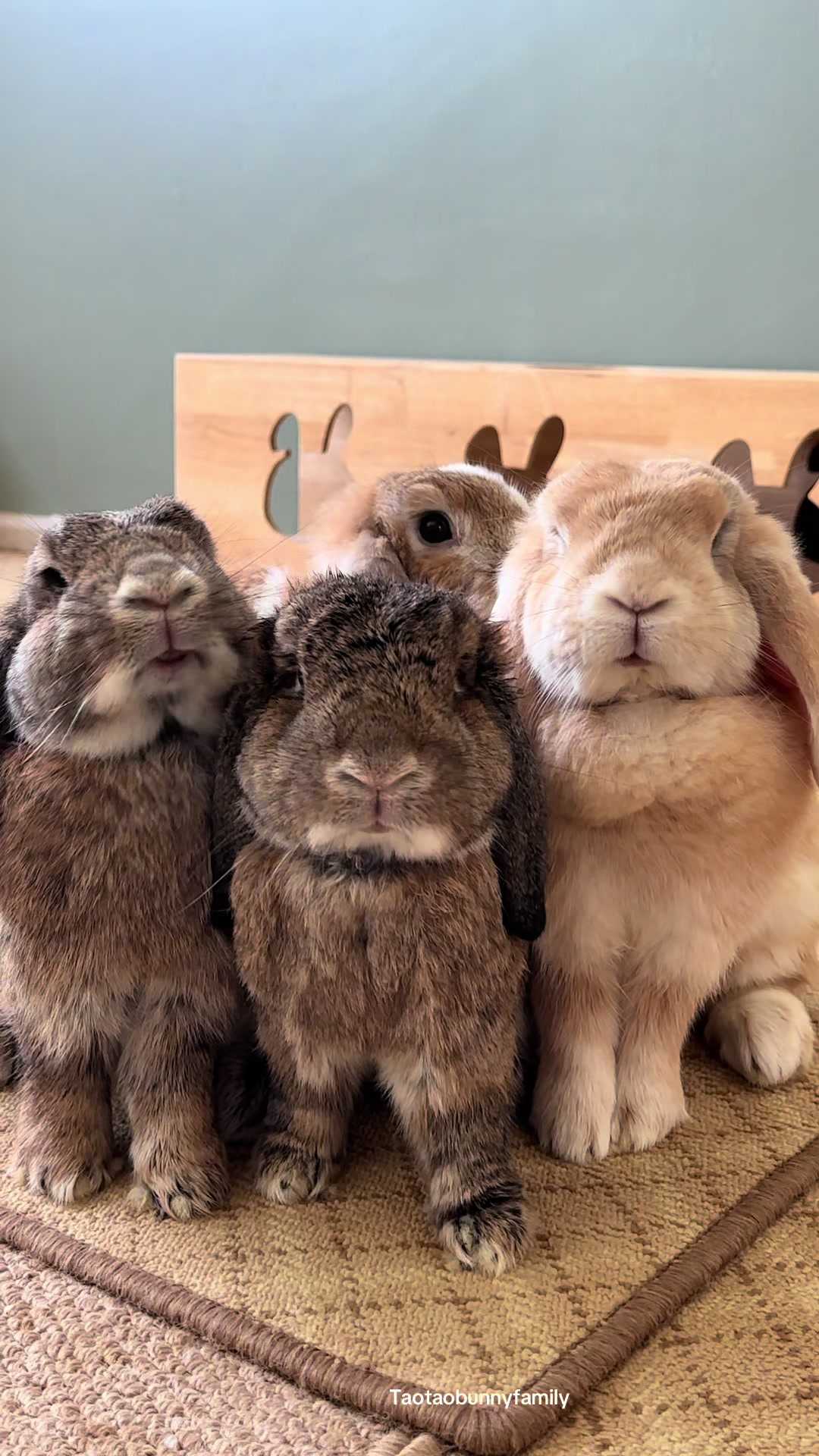 @Taotao Bunnyfamily