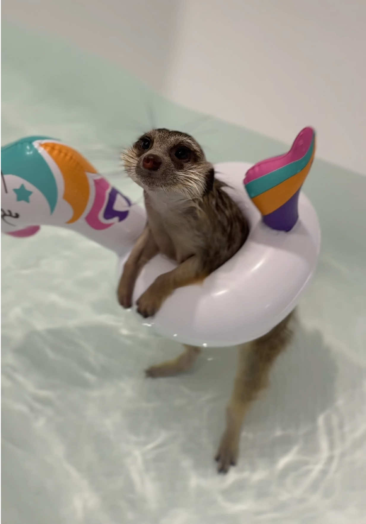 @TIMON THE MEERKAT