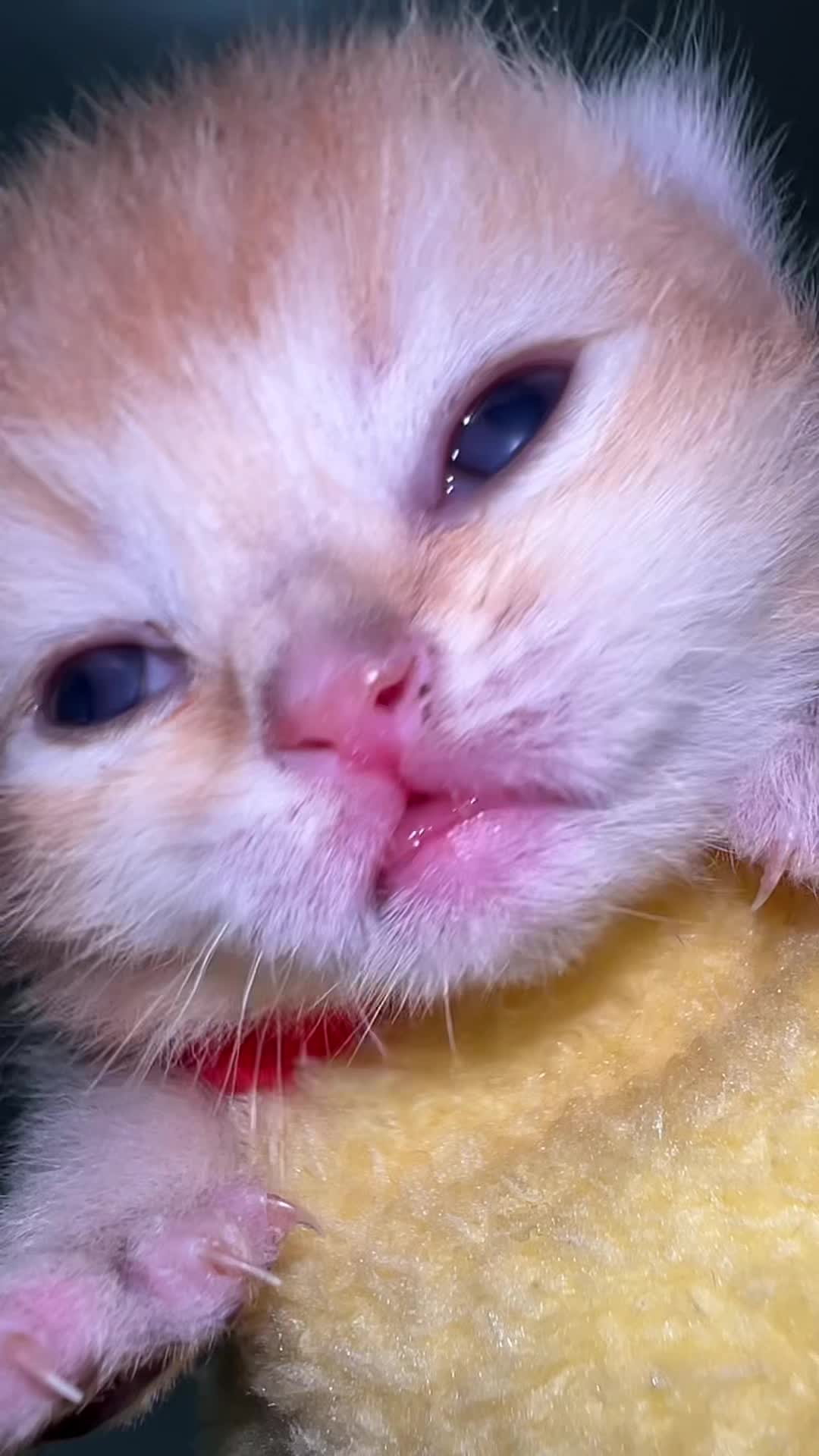 @Soothing Cats😻