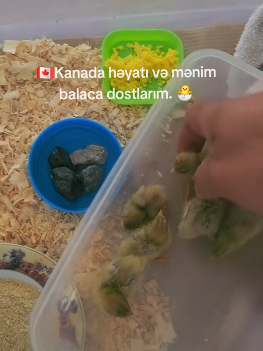 @Rolan Aysel 🇨🇦🇦🇿