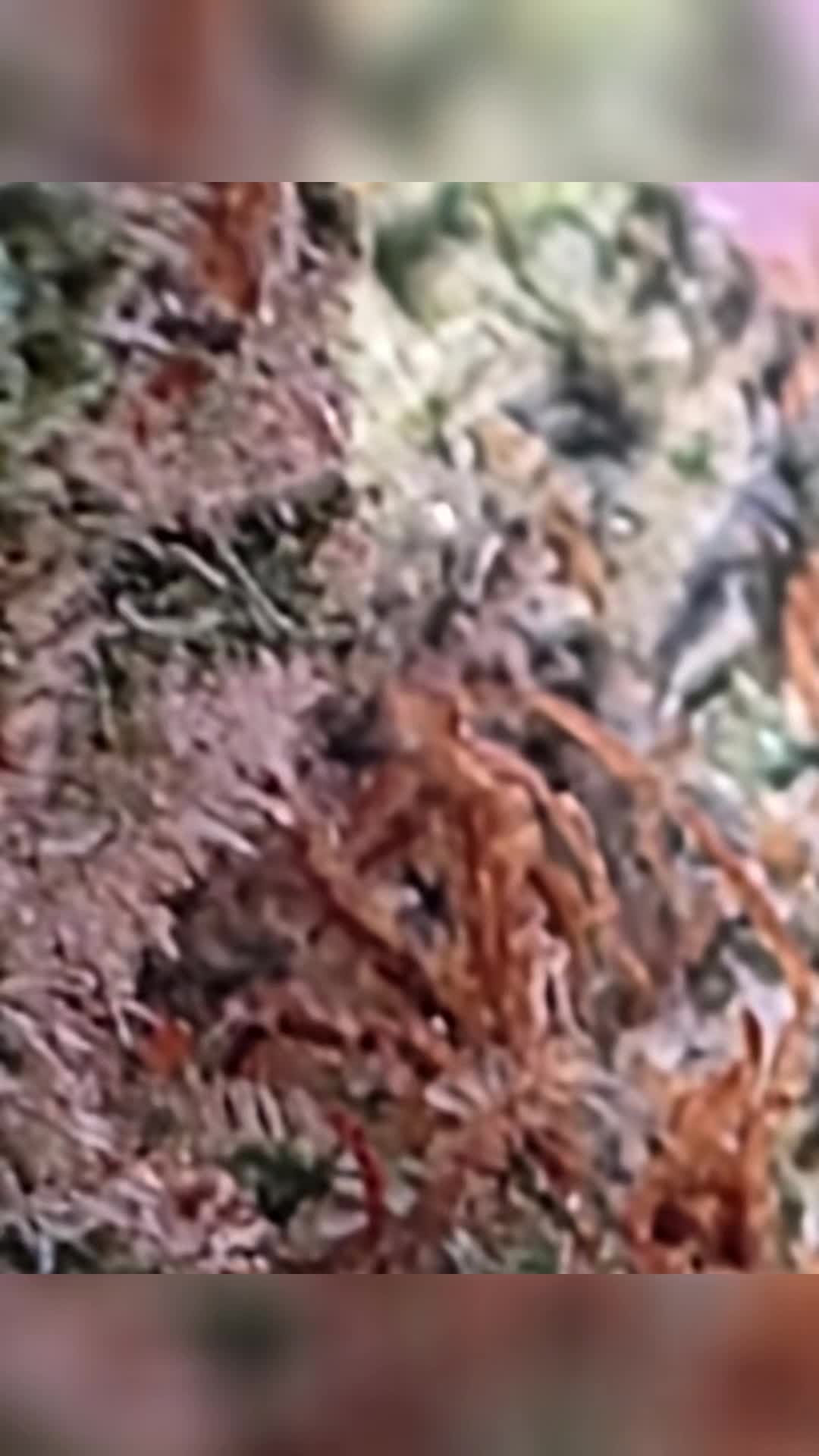 @😶🌫️🦋Kyle🦋😶🌫️