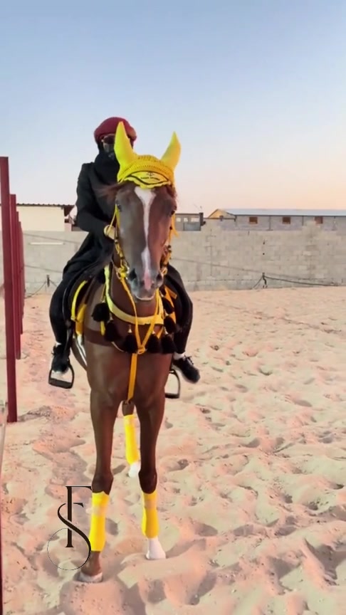 @فَآطُمہ صالح 🐎