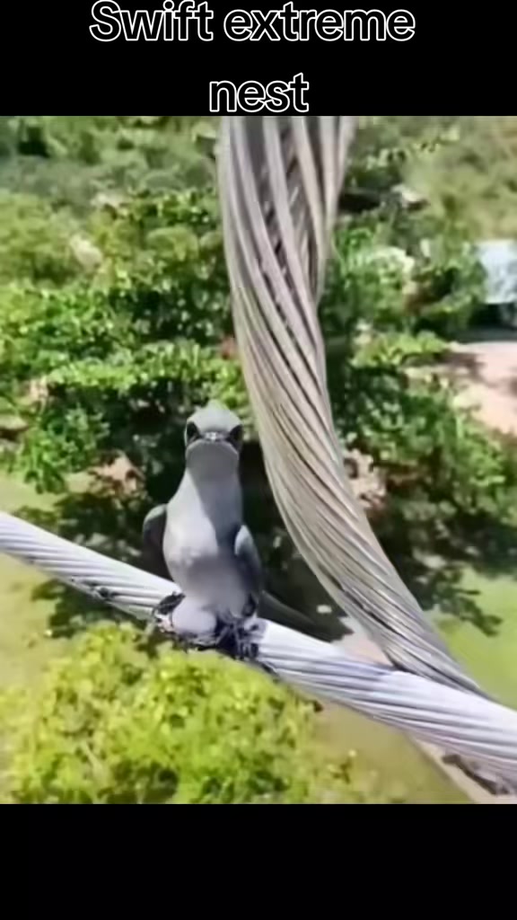 @Bird Man🦅 🇿🇦