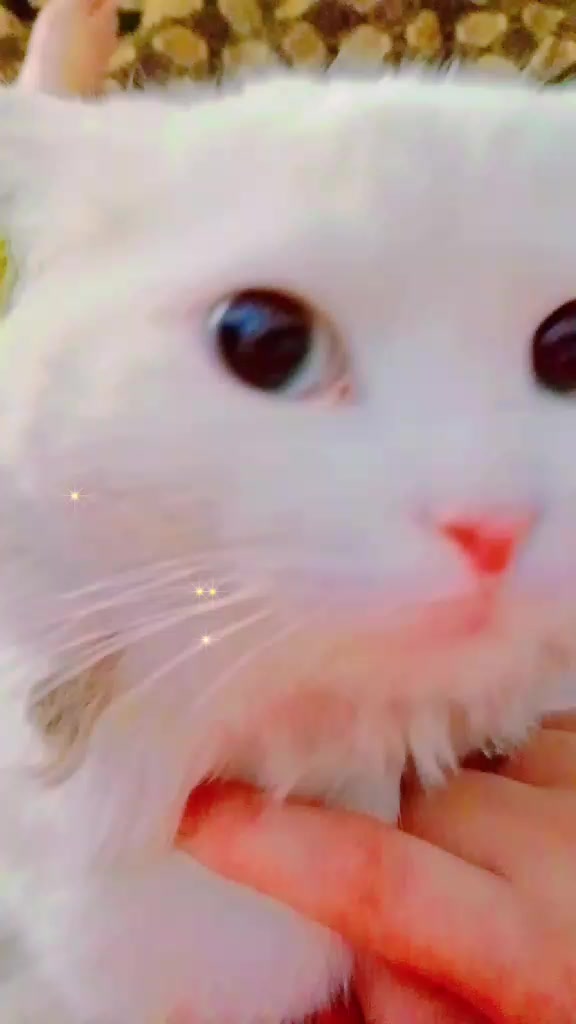 @𝓜𝔂𝓼𝓽𝓮𝓻𝓲𝓸𝓾𝓼 𝓰𝓲𝓻𝓵,