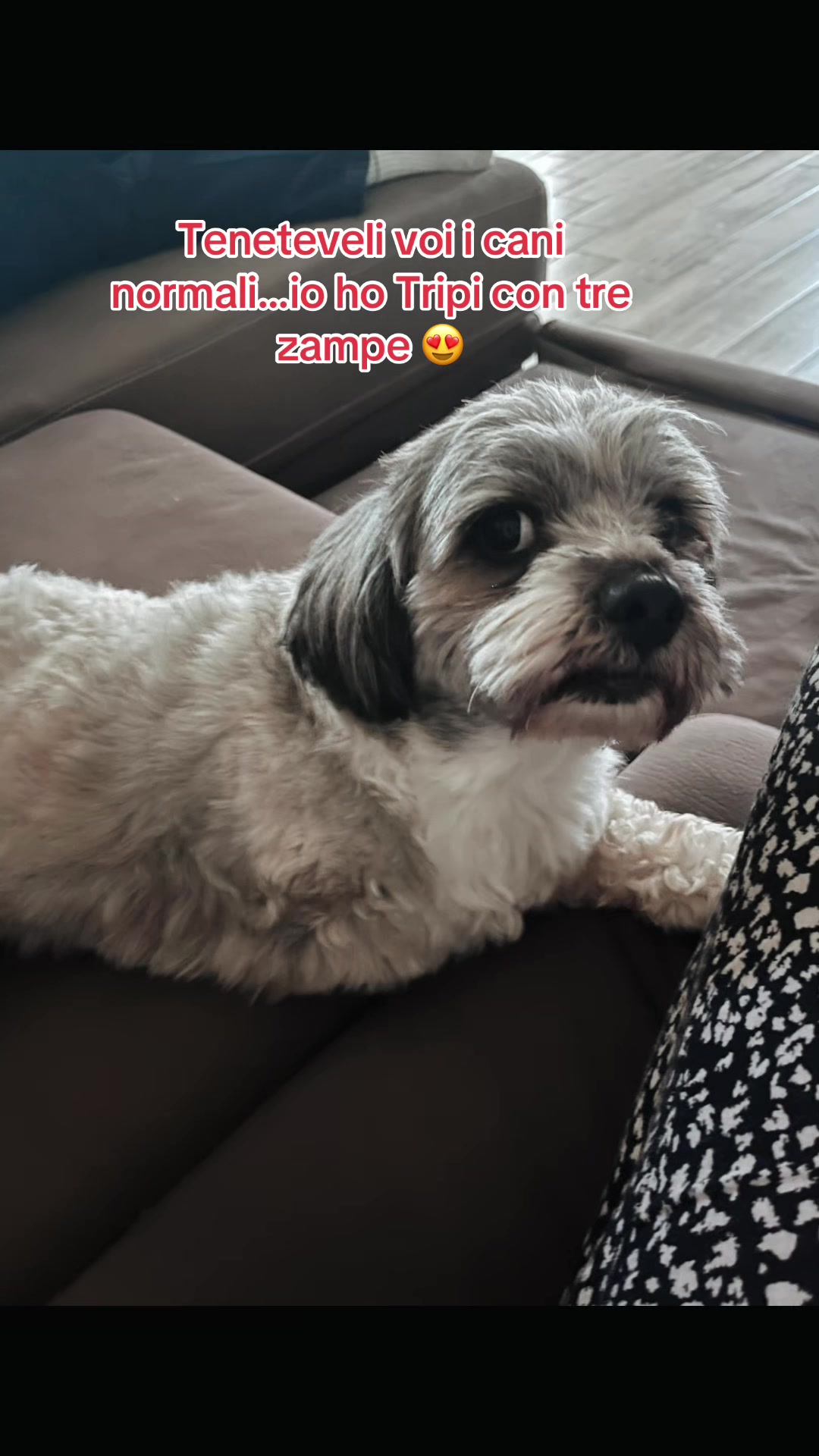 @The Queen 👑 My Dog Family &hearts;️