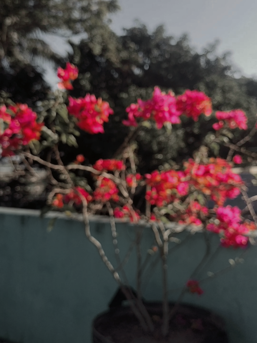 @Afnan_Mehedi đ¤¨