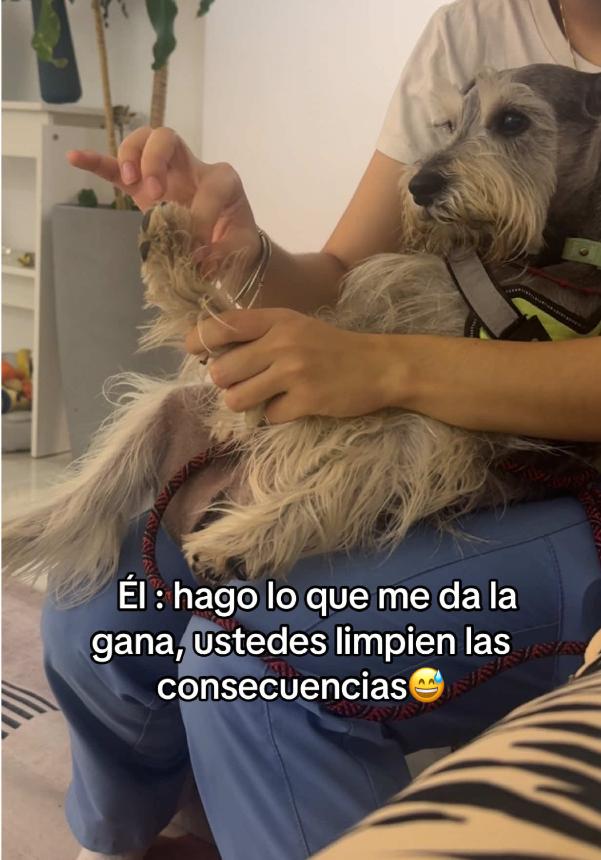 @vidadlanky