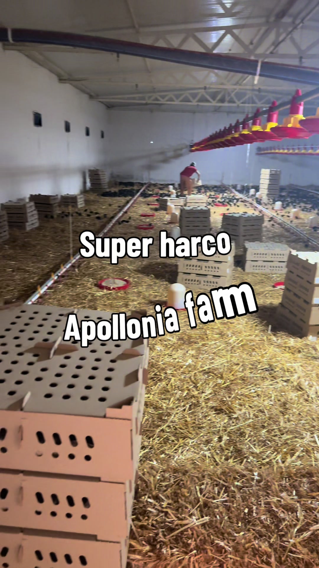 @apollonia farm ✨