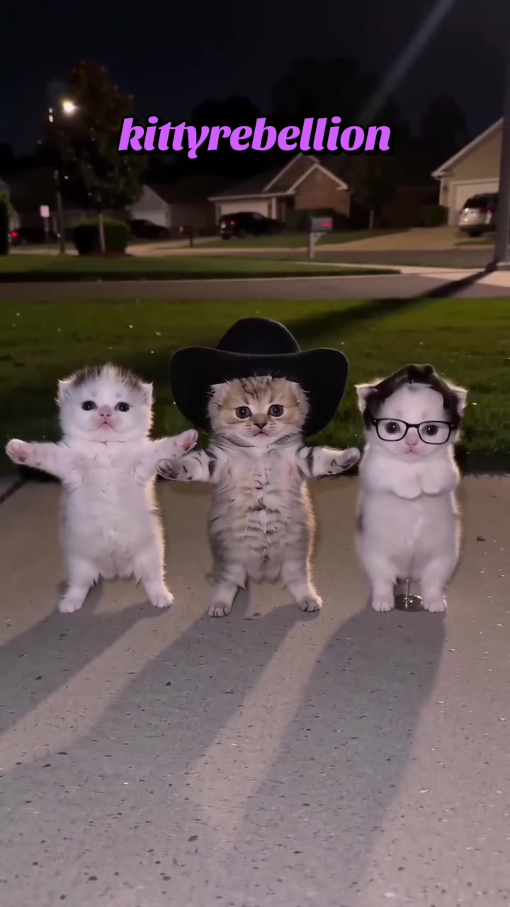 @kittyrebellion