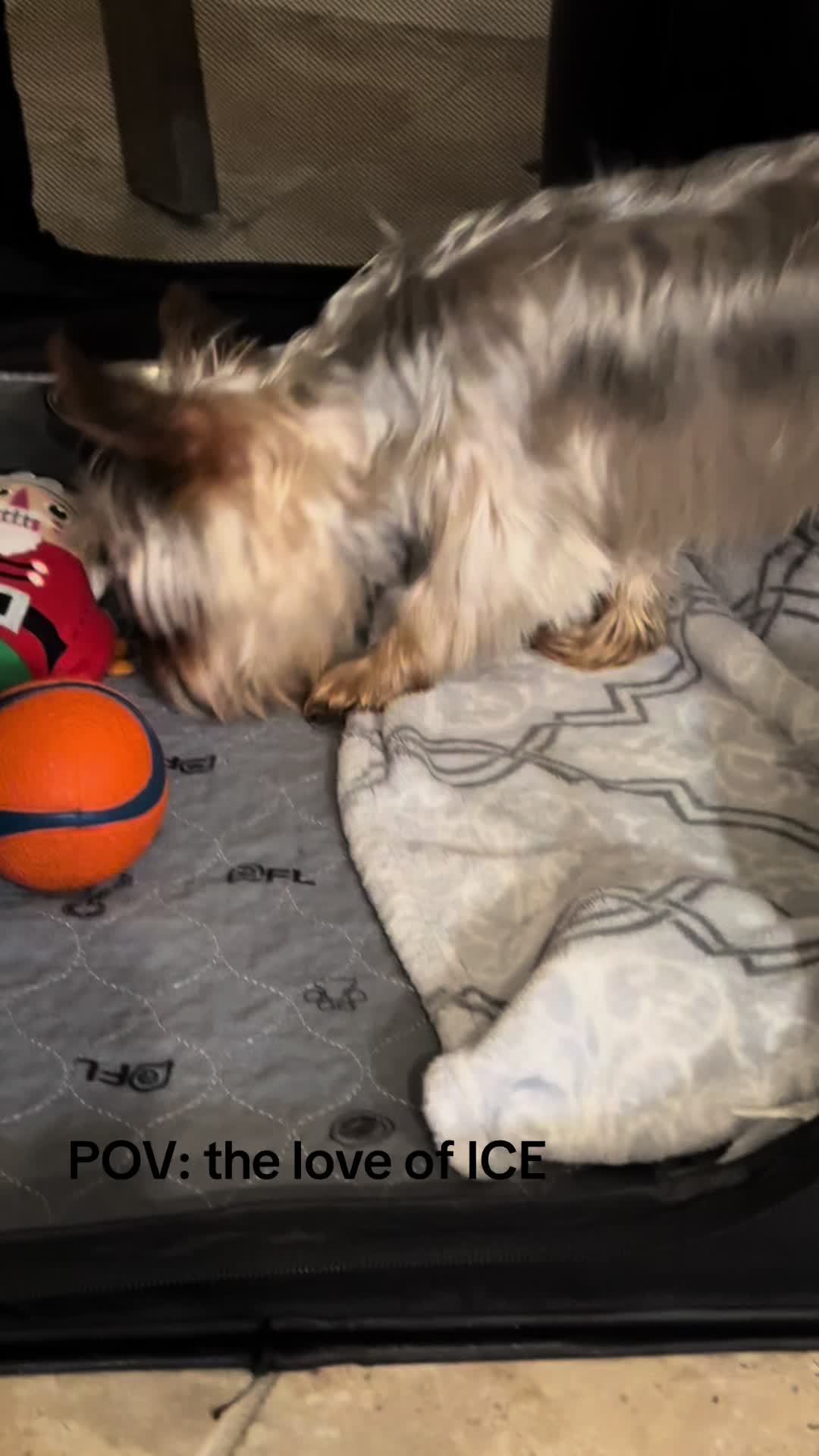 @Penny the Yorkie