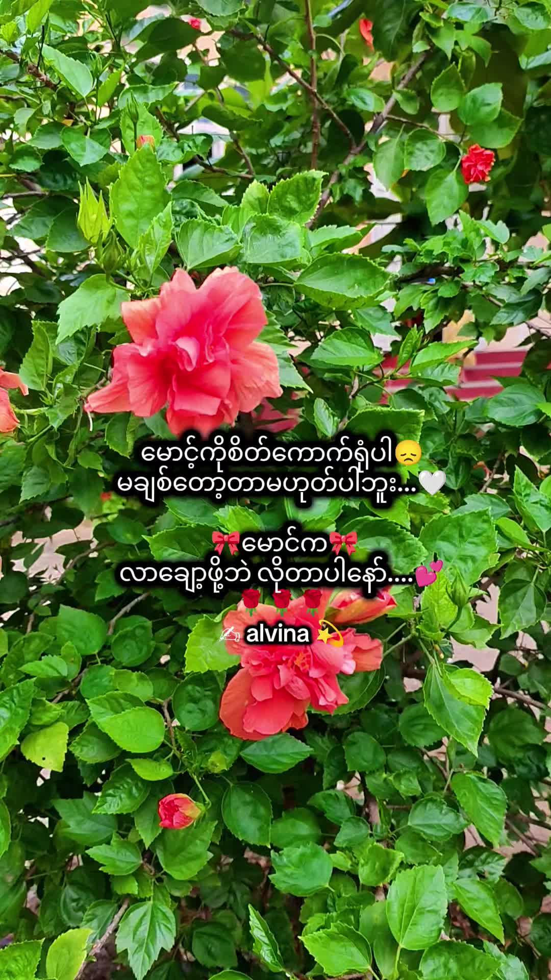 @🇯🇵 Alvina💫(အယ်ဗီနာ)💫🇯🇵
