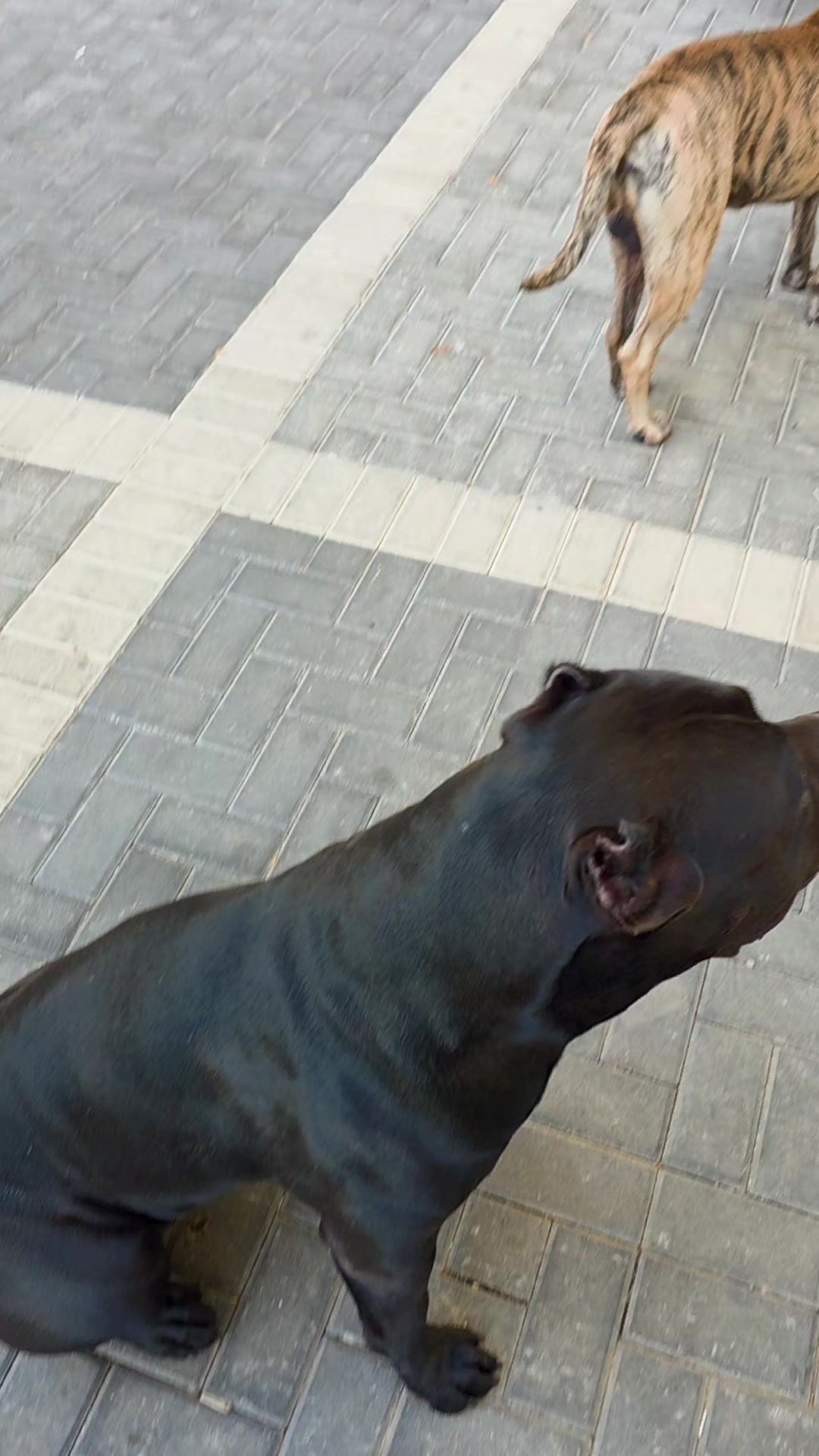 @מידן כחלון מנהיג הלהקה