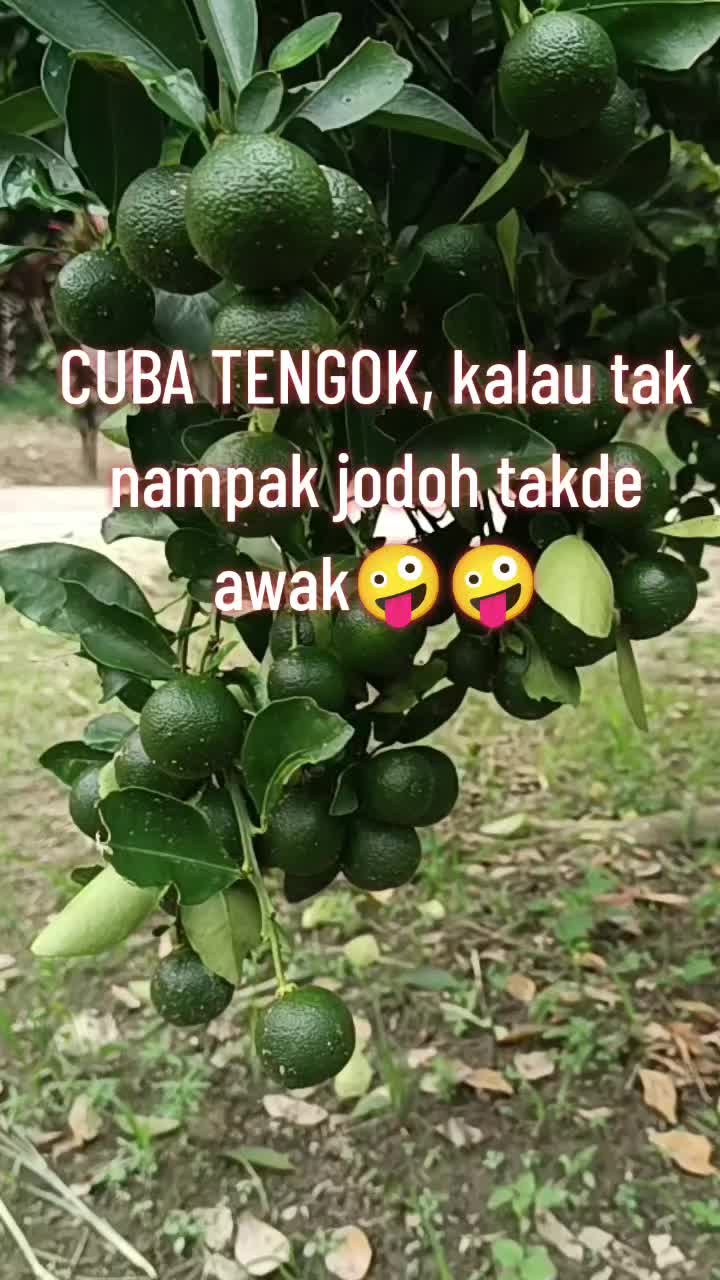 @🇲🇾💘Qi'Qi ROSSA🕊️ 💫