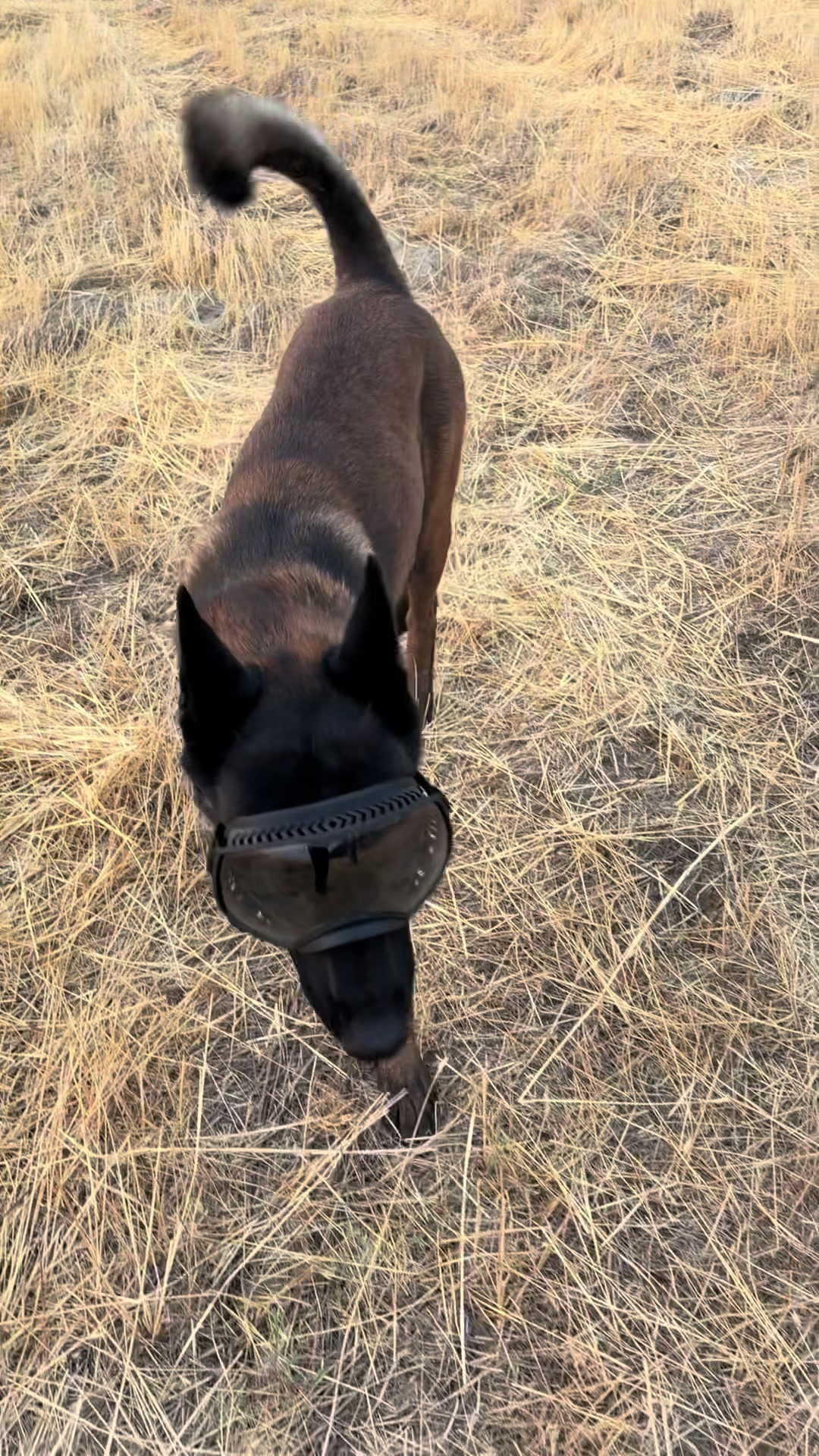 @bolo_belgianmalinois