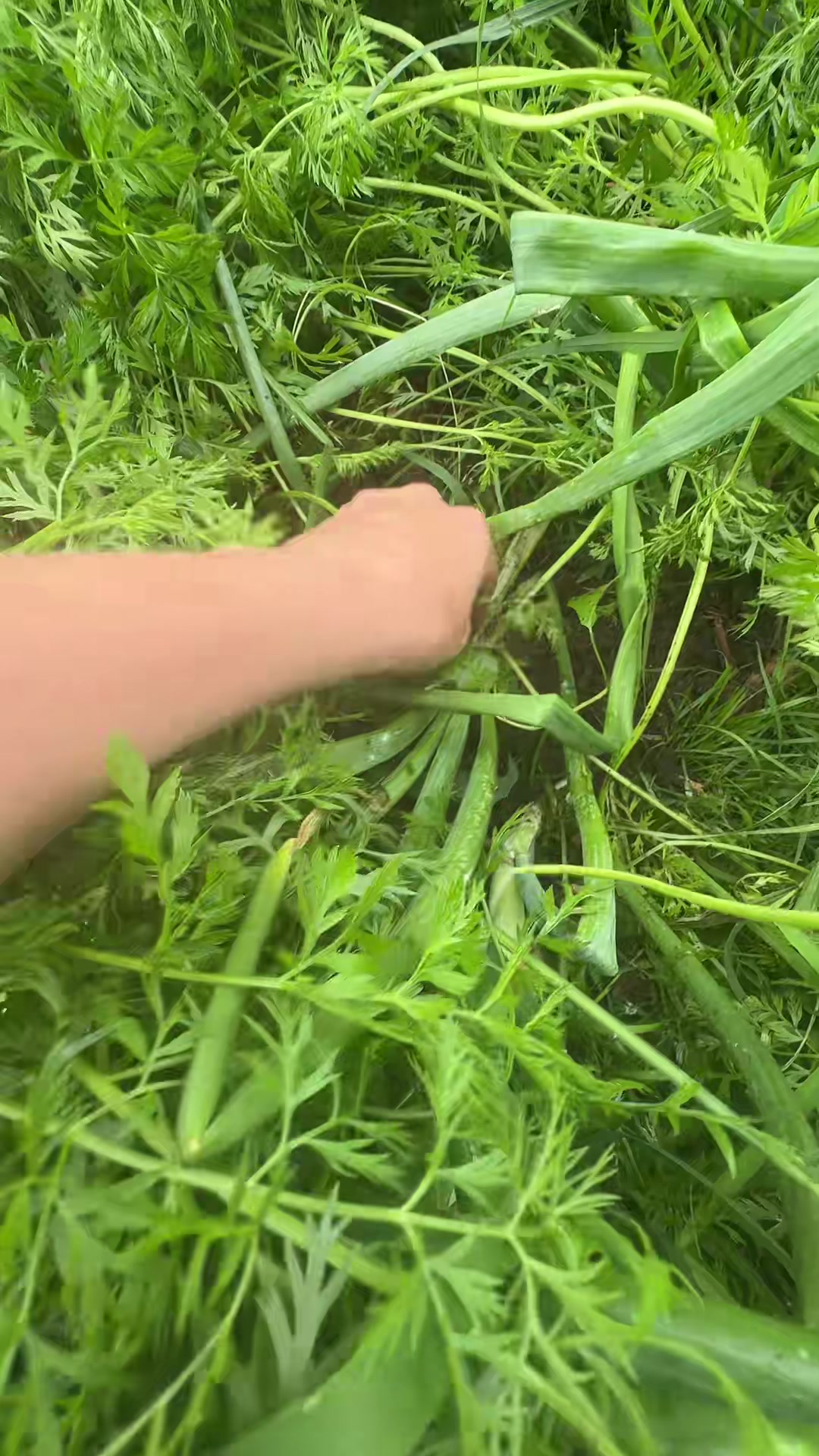 @llaaddyybugg