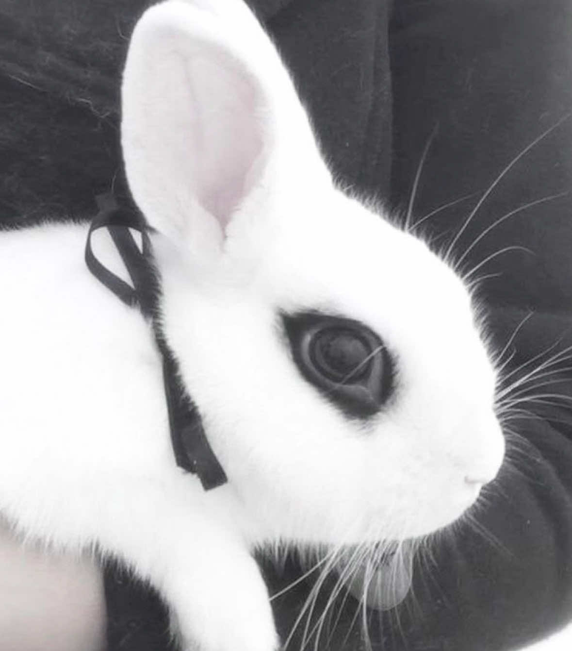 @🐰
