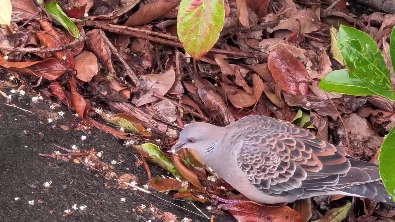 @自由人