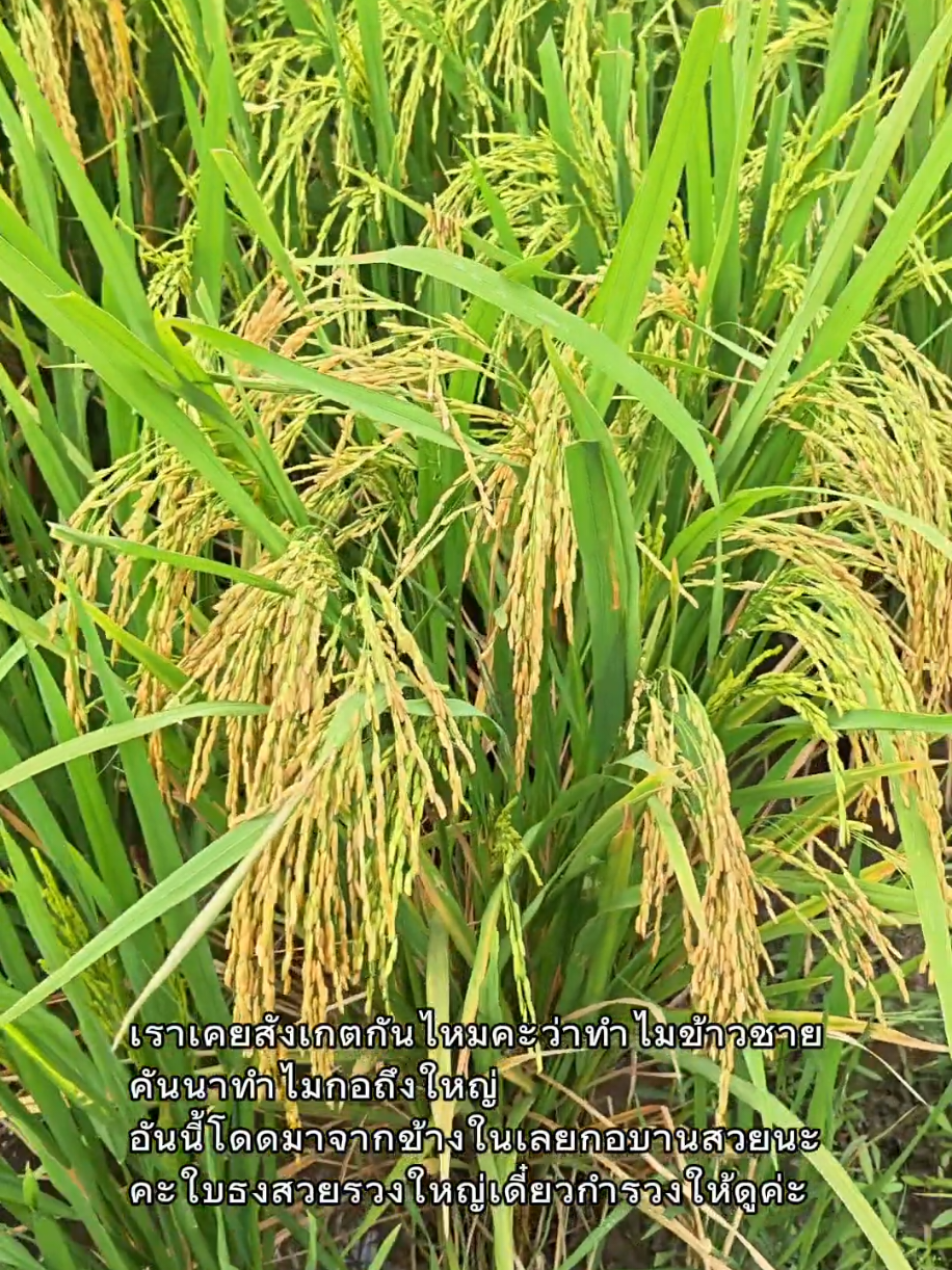 @ธัญมน🌾
