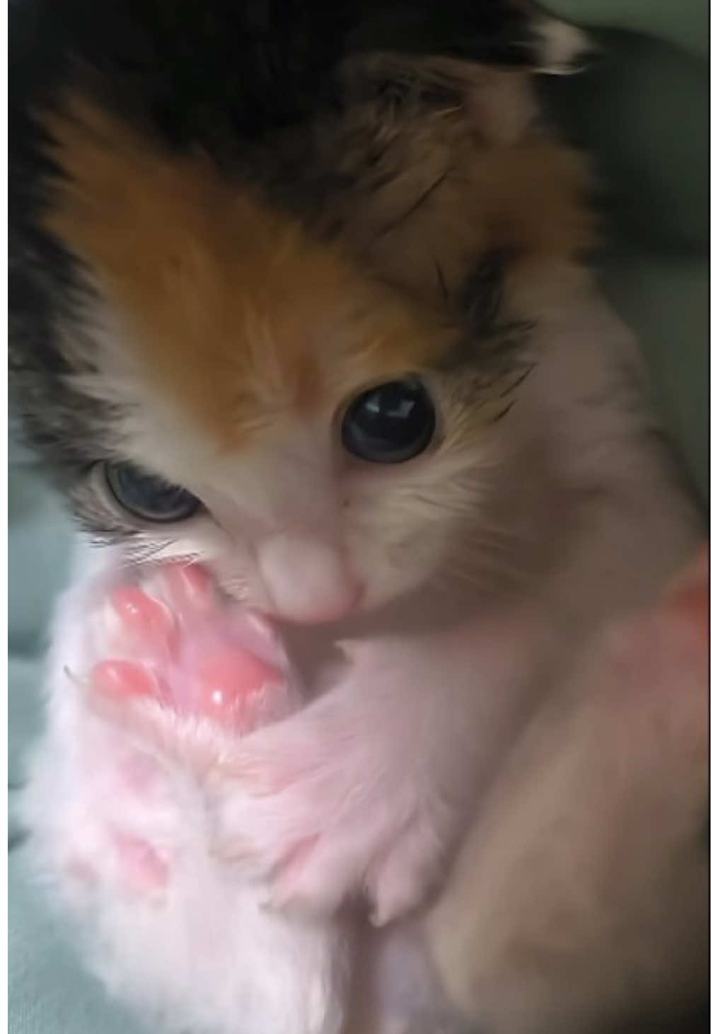 @kloutkittens