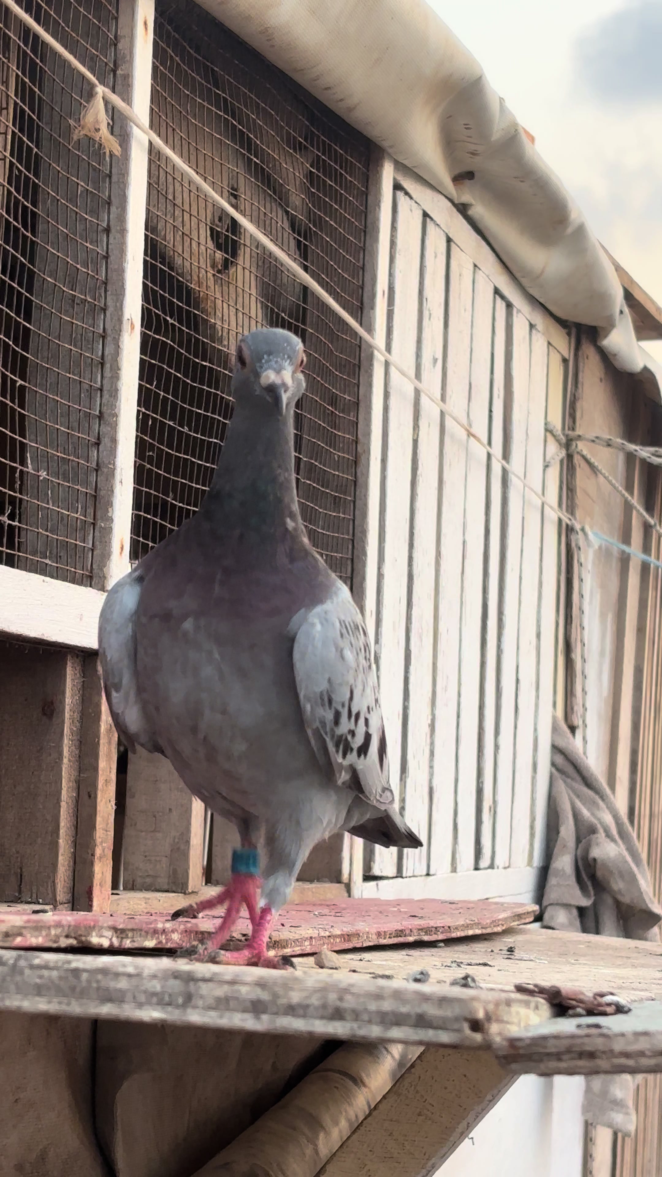 @OMZOLOFT🕊🦜🇸🇳