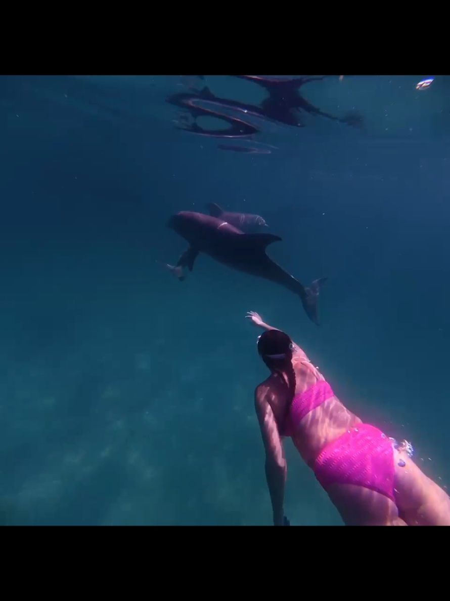 @Shell Island Dolphin Tours LLC