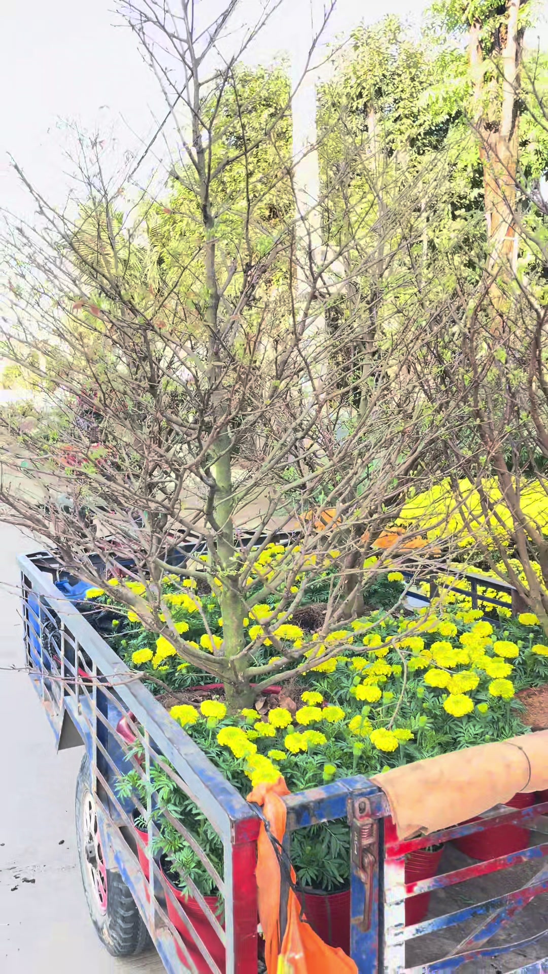 @ពិភពរុក្ខជាតិ - Plants World