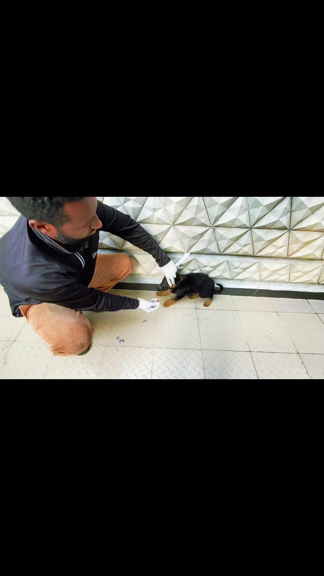 @Hachiko_Vet_Clinic