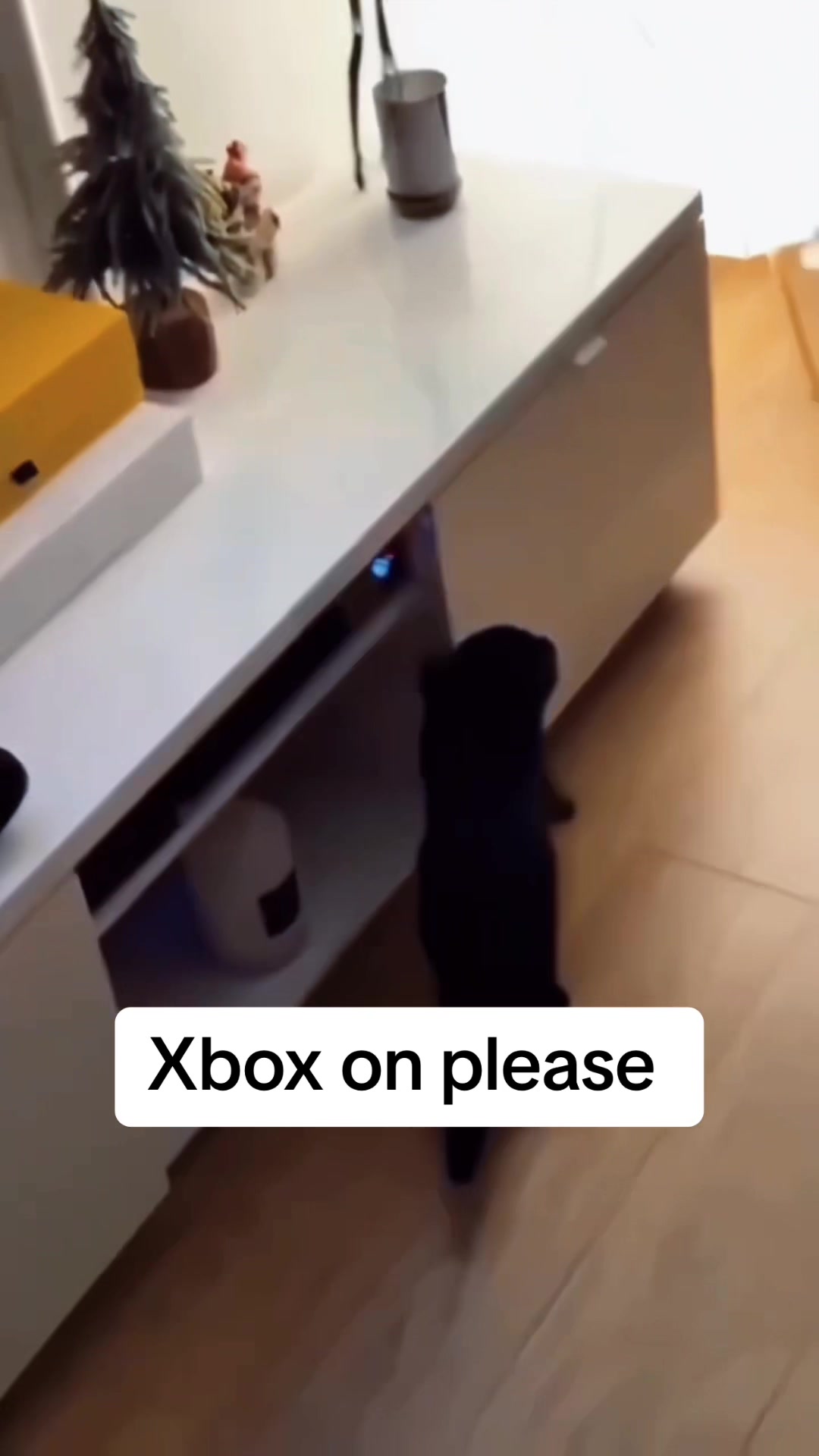 @🤣Cute Funny Pets🤣