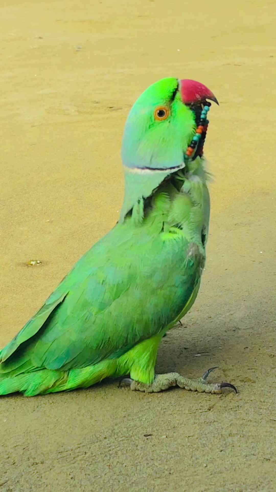 @ʜᴀʀᴏᴏɴ ᴊᴏʏɪᴀ