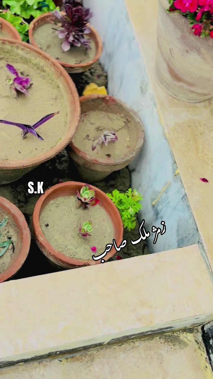 @sharaftareen795