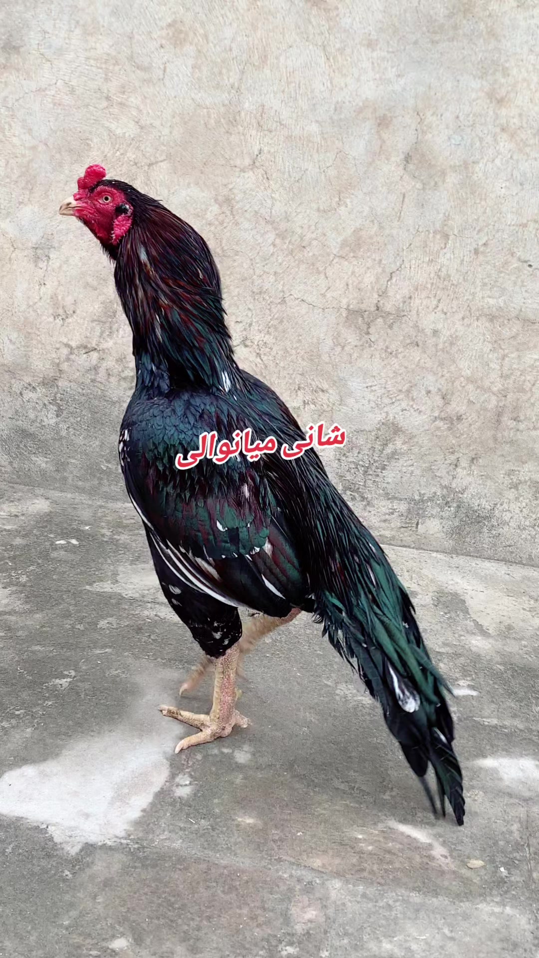 @Shani.Mianwali