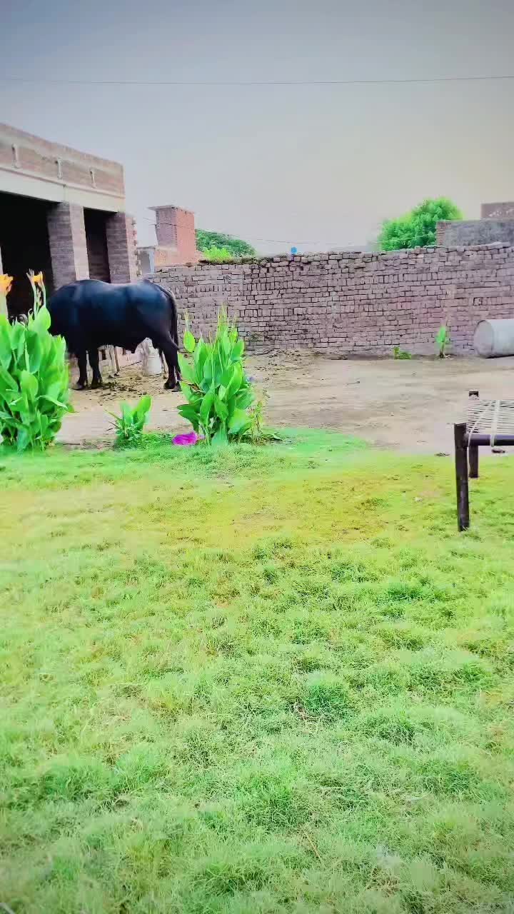 @حیدر کھوکھر 🌸🫠