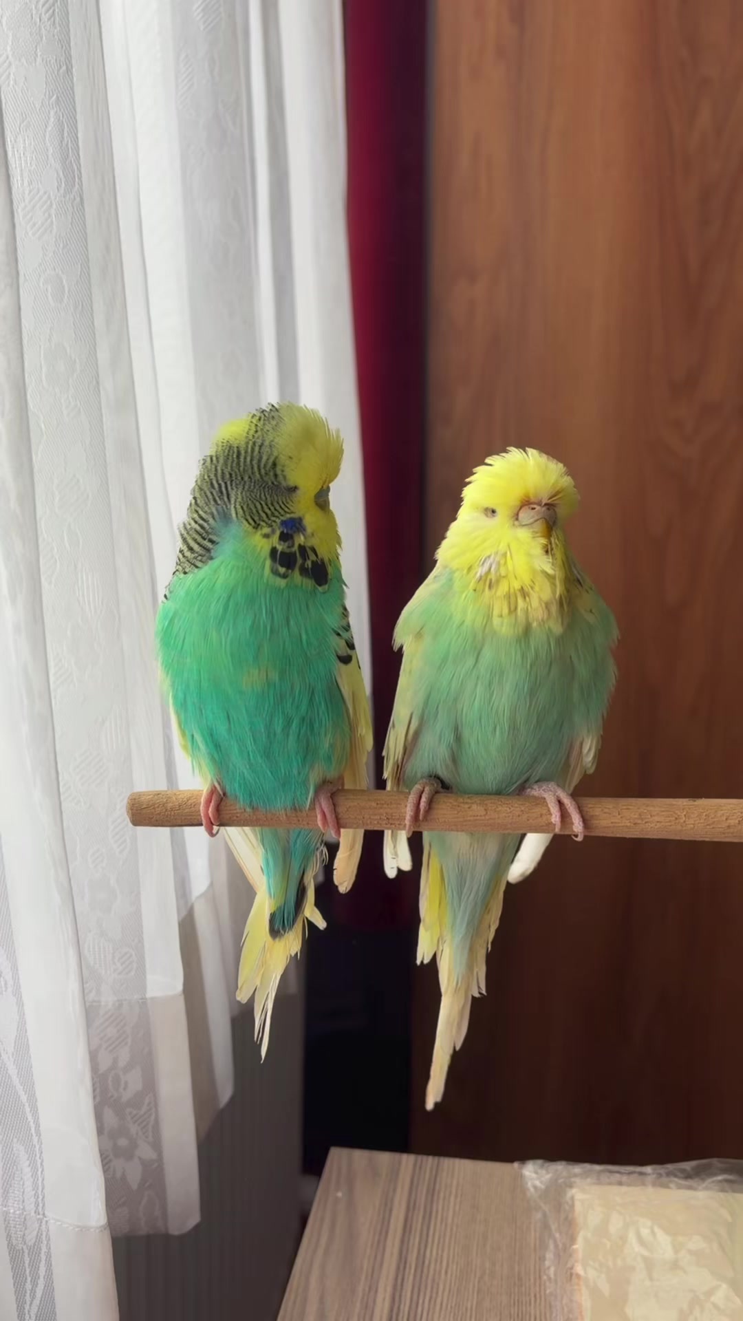 @bbb.budgie
