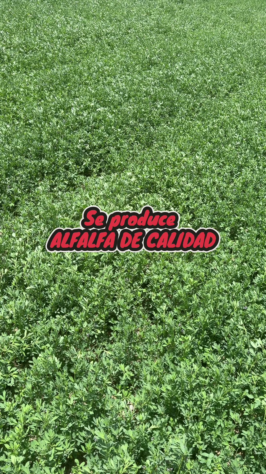 @Pablo Villarreal