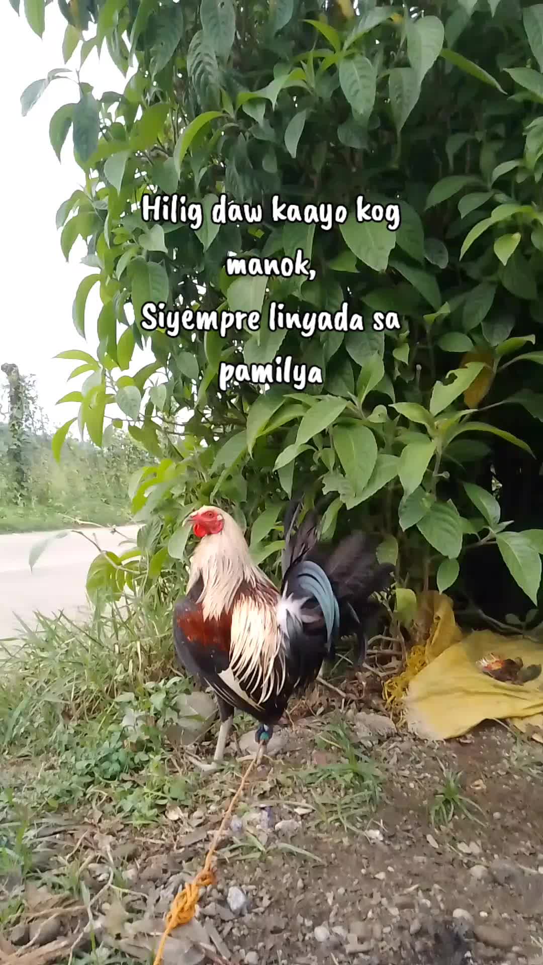 @vinsoy