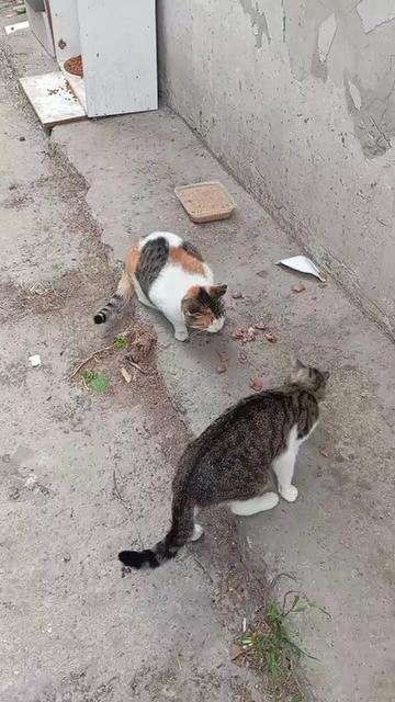 @Fatoşçırpan34