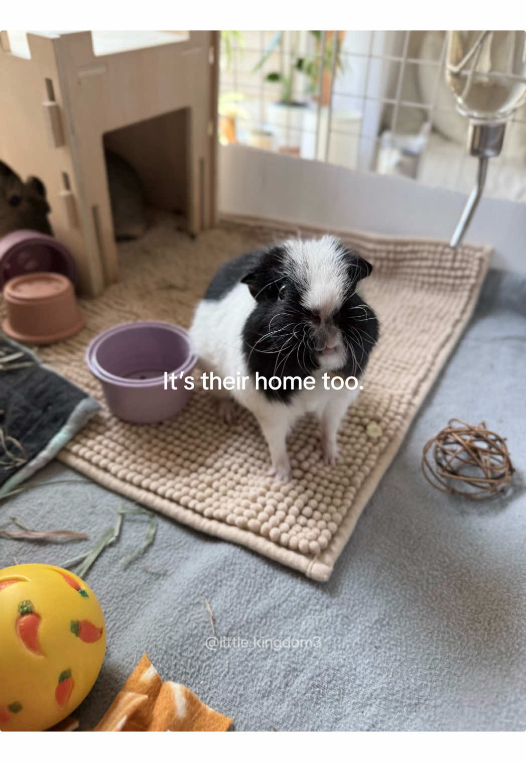 @Ashlyn | Little Zoo 🧺🐾