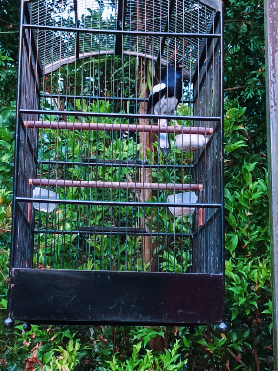 @Emperium Birds