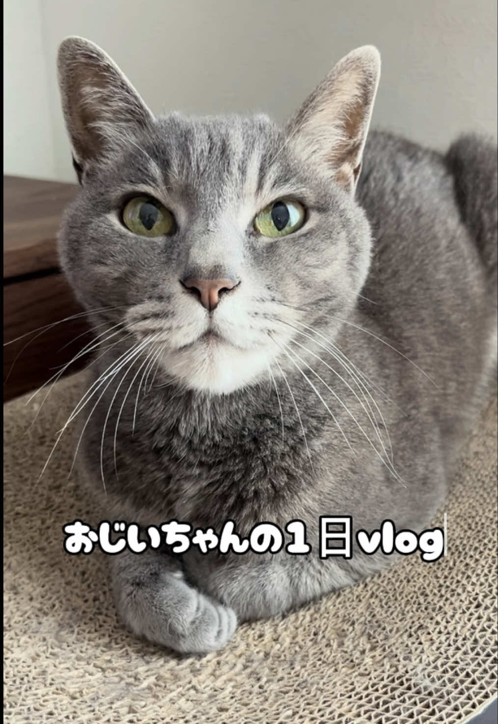 @くろねこ🐈⬛🩶🐈🤍