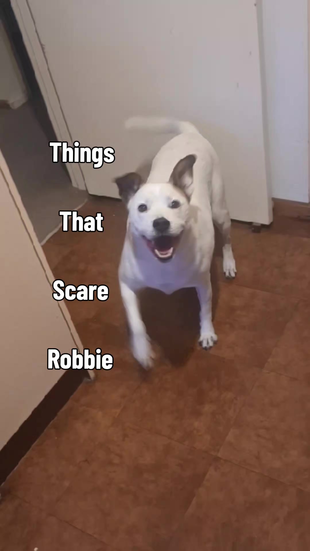 @dogs_and_stuff_8