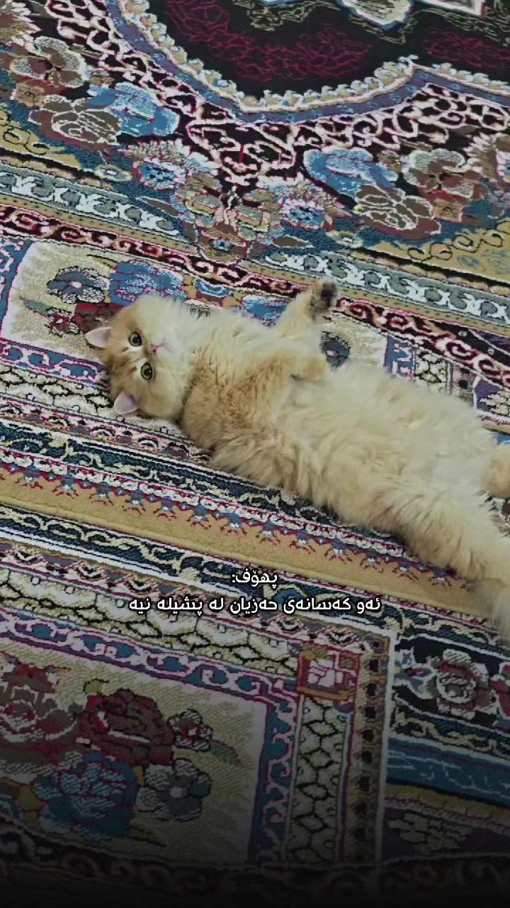 @سێ پشیلەکە🐾